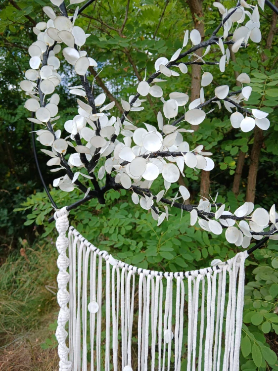 Lapač "Lunaria annua"