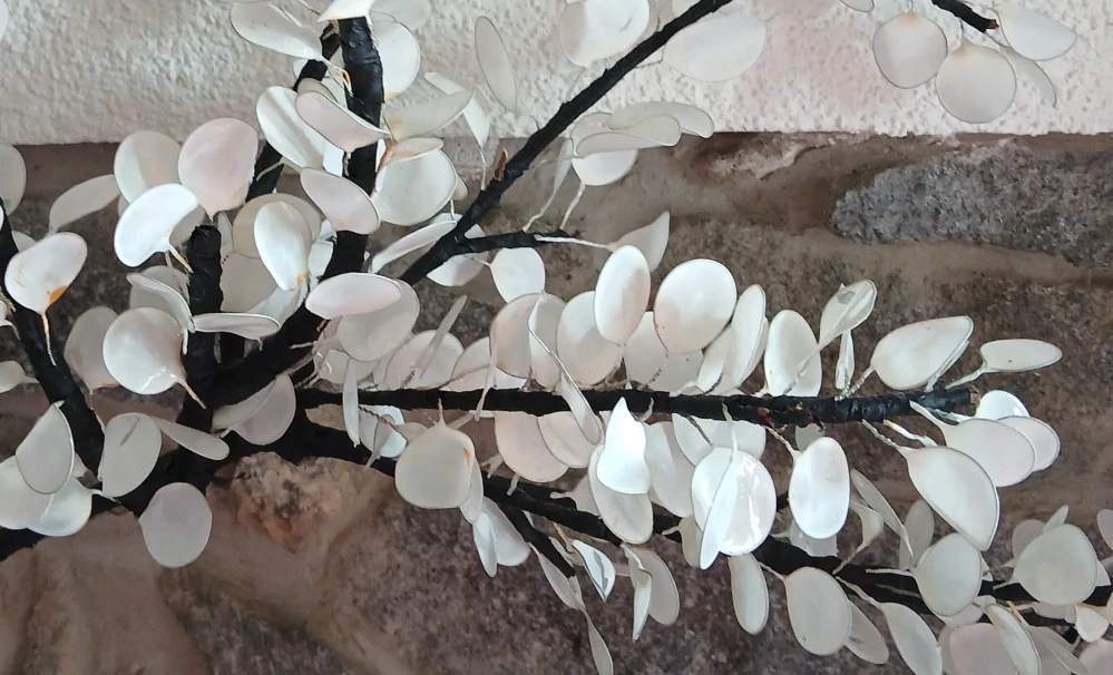 Lapač "Lunaria annua"