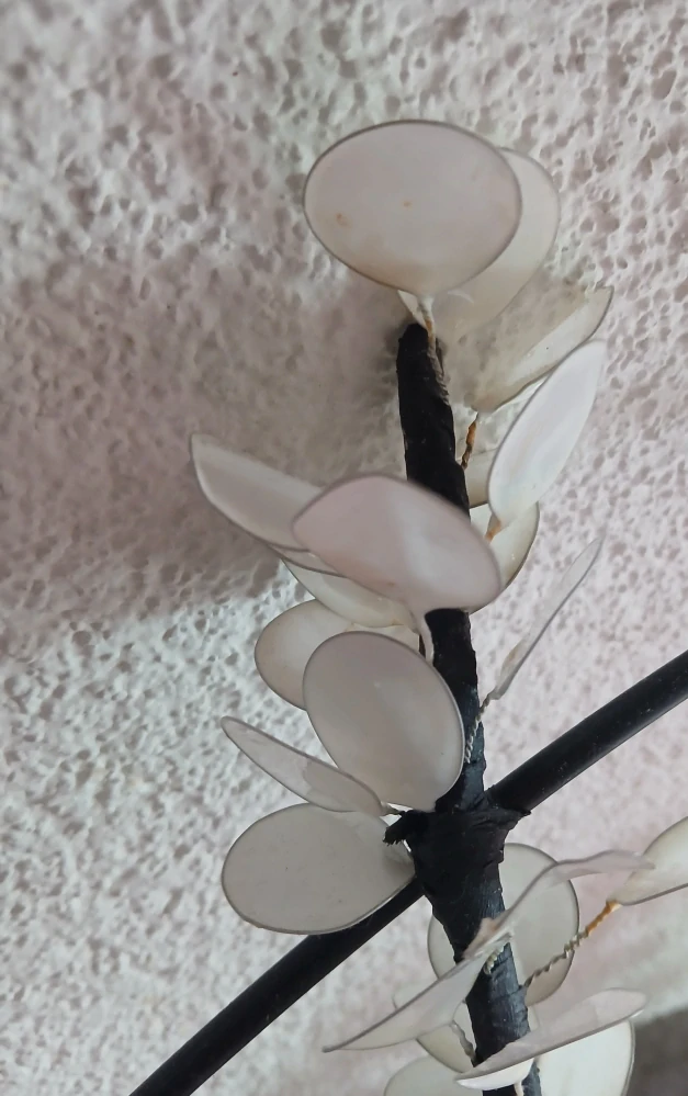 Lapač "Lunaria annua"