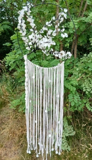 Lapač "Lunaria annua"